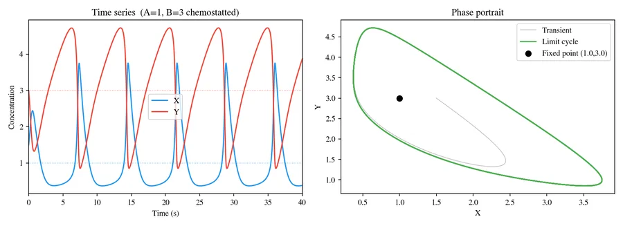 Two panels for the chemostatted Brusselator. The left panel shows about six cycles over forty seconds: species X spikes sharply while species Y rises slowly and collapses at each spike. The right panel shows the phase portrait, with the transient spiralling outward onto a closed limit cycle around a marked unstable fixed point.