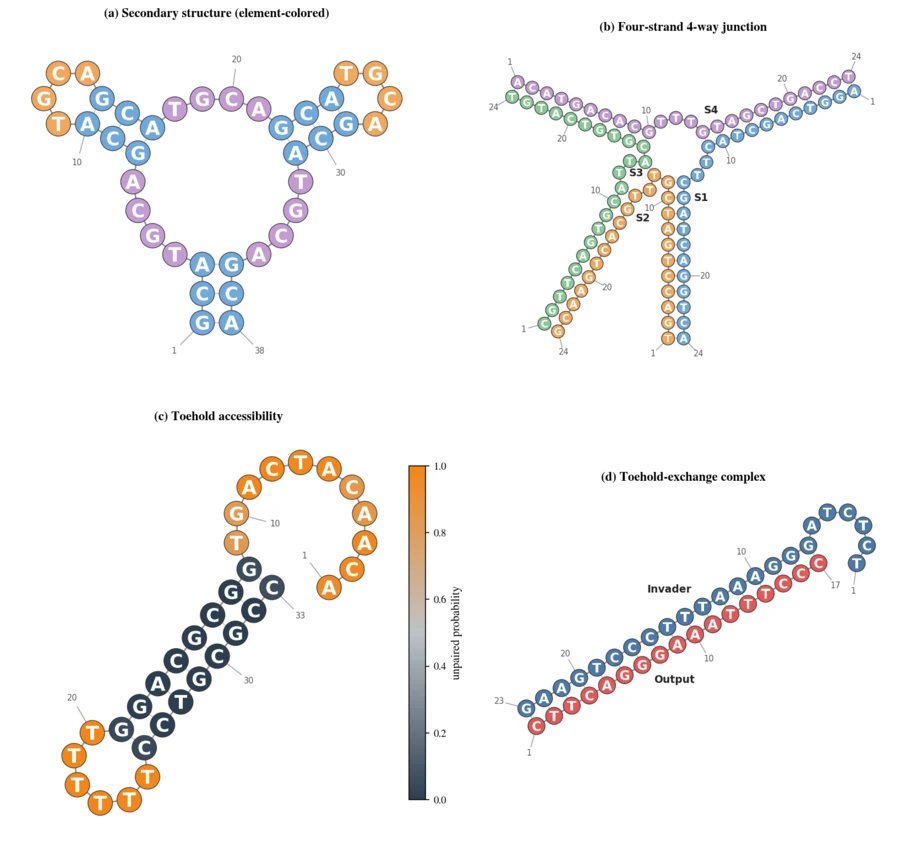 Four-panel figure of strider nucleic acid visualizations. Panel a: a 38-nucleotide secondary structure drawn with element-colored circles, showing a branched topology with two loops. Panel b: a four-strand 4-way junction with strands S1 through S4 fanning out from a central junction. Panel c: a toehold accessibility plot for the same structure, nucleotides colored from dark to orange by unpaired probability. Panel d: a toehold-exchange complex showing an invader strand displacing an output strand.