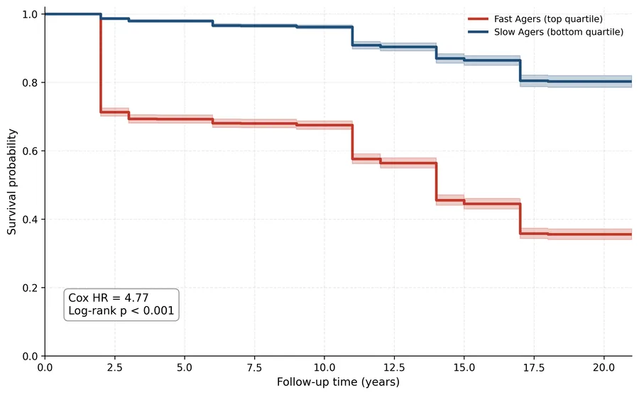 Kaplan-Meier survival curves over twenty years of follow-up. Slow agers in the bottom velocity quartile stay near 0.8 survival probability, while fast agers in the top quartile fall below 0.4, annotated with a Cox hazard ratio of 4.77 and a log-rank p below 0.001.