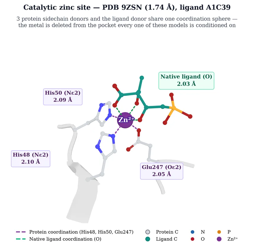 Catalytic zinc site of PDB 9ZSN at 1.74 ångström resolution. Three protein sidechain donors — His48 at 2.10 Å, His50 at 2.09 Å and Glu247 at 2.05 Å — share the zinc coordination sphere with one native ligand oxygen at 2.03 Å.